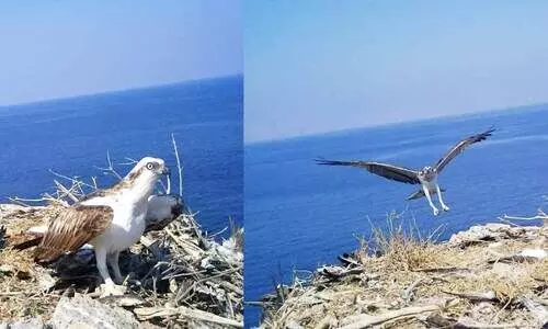 ഓ​സ്‌​പ്രേ പ​ക്ഷി​യു​ടെ ആ​വാ​സ​കേ​ന്ദ്ര​ങ്ങ​ളി​ൽ സ​മ​ഗ്ര പ​ഠ​ന​വു​മാ​യി പ​രി​സ്ഥി​തി അ​തോ​റി​റ്റി