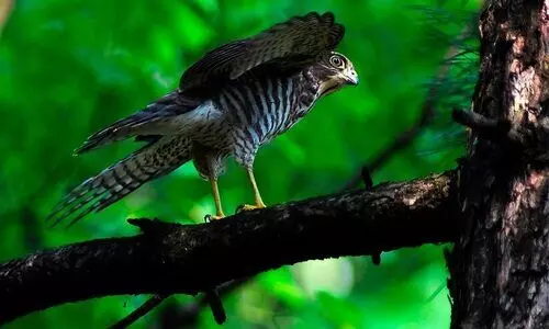 വിരളമായി മാത്രം കാണാറുള്ള ജാപ്പനീസ് പ്രാപ്പിടിയനെ 35 വർഷത്തിനുശേഷം ​ചെന്നൈയിൽ കണ്ടെത്തി