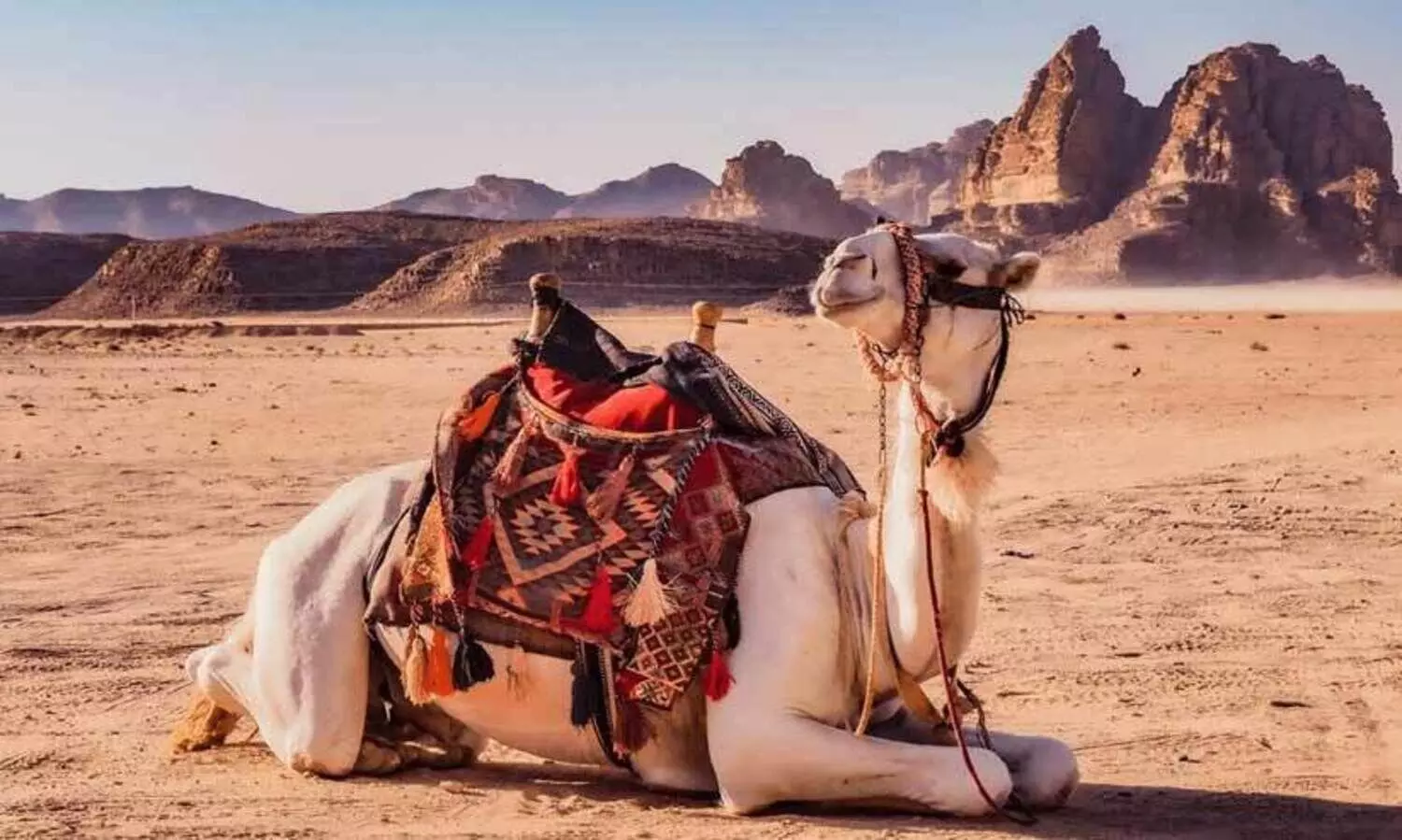 സൗദിയിൽ ഒട്ടകങ്ങളെ മേയ്ക്കുന്നവരുടെ നിരീക്ഷണത്തിന് എ.ഐ കാമറ വികസിപ്പിച്ചു