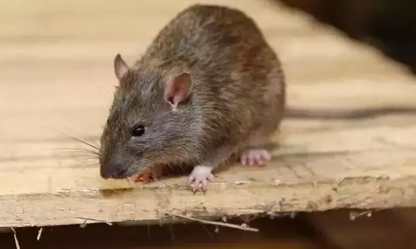 ഇരിട്ടി മേഖലയിൽ എലിപ്പനി പടരുന്നു; ജാഗ്രത നിർദേശം