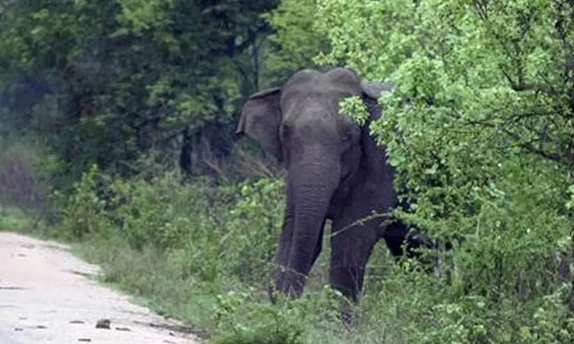 അവശനിലയിലായ ആനയെ രക്ഷപ്പെടുത്താൻ നടപടി വേണമെന്ന് ഹൈകോടതി