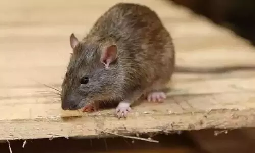 ഇരിട്ടി മേഖലയിൽ എലിപ്പനി പടരുന്നു; ജാഗ്രത നിർദേശം