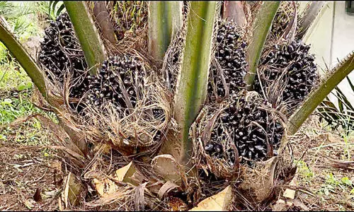 കി​ഴ​ക്ക​ൻ മ​ല​യോ​ര​ത്തി​ലെ ആ​ദ്യ എ​ണ്ണ​പ്പ​ന​ത്തോ​ട്ടം വി​ള​വെ​ടു​പ്പ് തു​ട​ങ്ങി