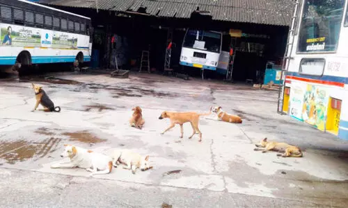 കാട്ടാക്കടയിൽ തെരുവുനായ് ശല്യം രൂക്ഷം