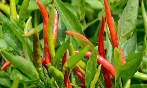 വർഷം മുഴുവൻ മുളക് ലഭിക്കാൻ ഇങ്ങനെ ചെയ്താൽ മതി...