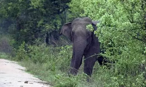 അവശനിലയിലായ ആനയെ രക്ഷപ്പെടുത്താൻ നടപടി വേണമെന്ന് ഹൈകോടതി