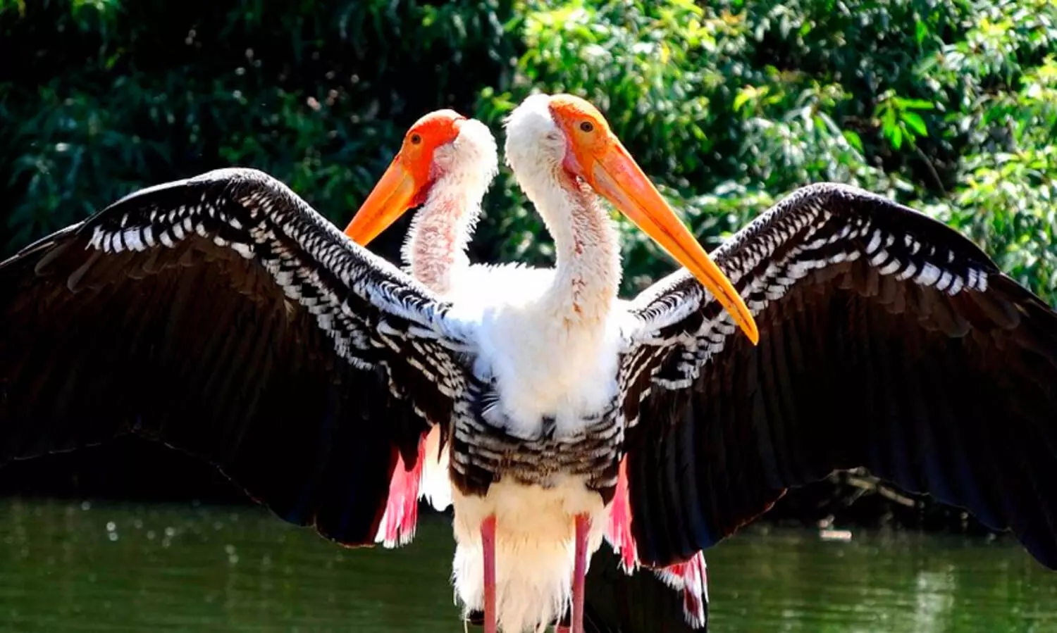 Bengaluru,Bird population,Habitat loss,Urban heat,Policy inaction, പക്ഷിനിരീഷണം, ആവാസവ്യവസ്ഥ, നഗരവത്കരണം