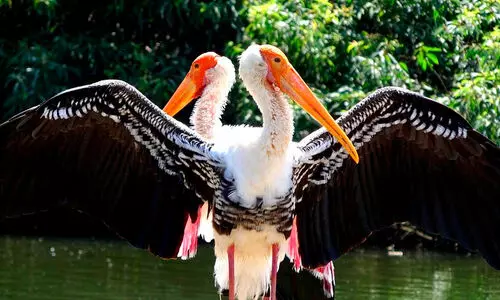 Bengaluru,Bird population,Habitat loss,Urban heat,Policy inaction, പക്ഷിനിരീഷണം, ആവാസവ്യവസ്ഥ, നഗരവത്കരണം