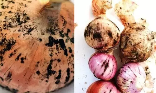 സവാളയിലെ കറുത്തപൊടി അപകടകാരിയോ?  സൂക്ഷിക്കാം ഈ കാര്യങ്ങൾ