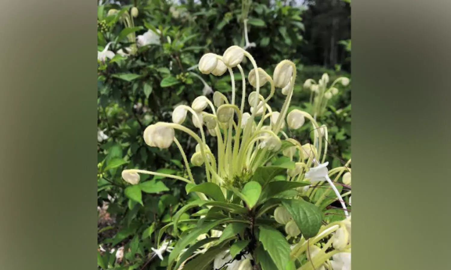 സംഗീത പൂവ്​