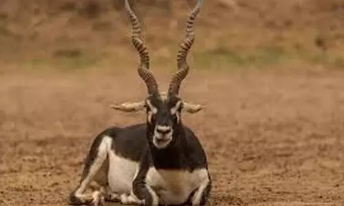 മൃ​ഗ​ശാ​ല​യി​ൽ 28 കൃ​ഷ്ണ​മൃ​ഗ​ങ്ങ​ൾ ച​ത്തു; അ​ന്വേ​ഷ​ണ​ത്തി​ന് ഉ​ത്ത​ര​വി​ട്ട് വ​നം​മ​ന്ത്രി