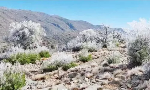 സൈ​ഖി​ന് കു​ളി​രു​ന്നു...; 7.5 ഡി​ഗ്രി താ​പ​നി​ല രേ​ഖ​പ്പെ​ടു​ത്തി