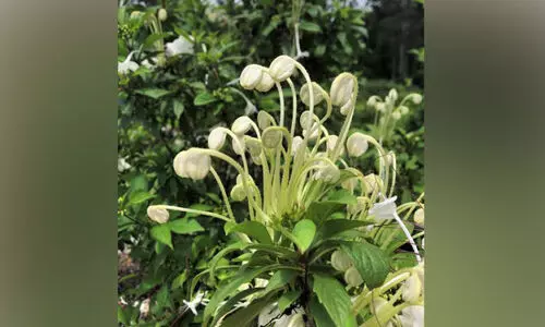 സംഗീത പൂവ്​