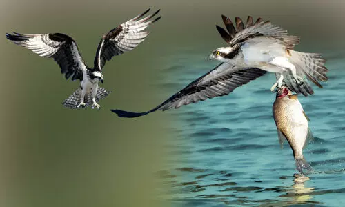 ദാമി പക്ഷികളുടെ ചിറകടി മേളങ്ങൾ