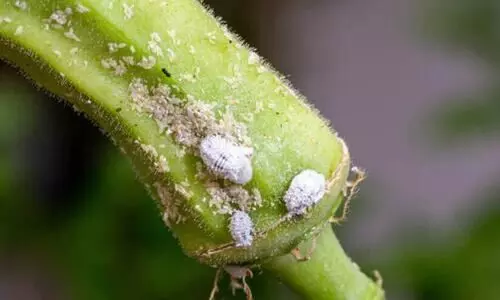 സോഡാപ്പൊടി കൊണ്ട് ഒരു സിമ്പിൾ ട്രിക്ക്; ഒറ്റ ദിവസം കൊണ്ട് വിളകളിലെ മീലിമുട്ടയെയും വെള്ളീച്ചയെയും തുരത്താം