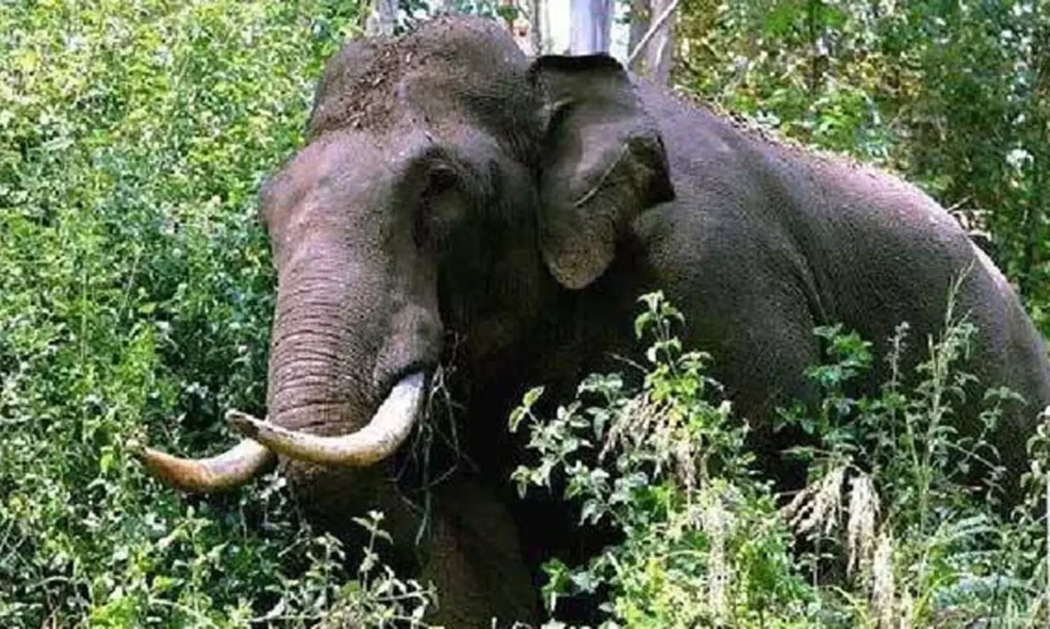 വന്യമൃഗശല്യം: സ്ഥാനാർഥികൾക്ക് മുന്നിൽ പരാതിക്കെട്ടഴിച്ച് കർഷകർ