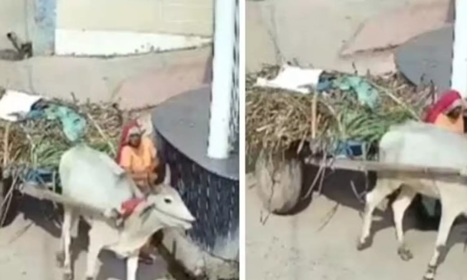 കാളവണ്ടിക്കും മതിലിനും ഇടയിൽ കുടുങ്ങി 55കാരി മരിച്ചു