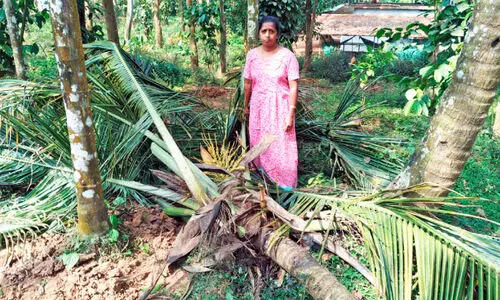 കോളറാട്ടുകുന്നിൽ കാട്ടാനകൾ ഇറങ്ങി, വൻകൃഷിനാശം