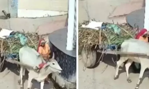 കാളവണ്ടിക്കും മതിലിനും ഇടയിൽ കുടുങ്ങി 55കാരി മരിച്ചു