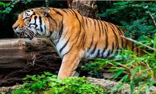 ഗോവയിലെ കാട്ടിൽ കടുവകളു​​ണ്ടോ? ഉണ്ടെന്ന് ദേശീയ കടുവ സംരക്ഷണ അതോറിറ്റി; ഇല്ലെന്ന് സംസ്ഥാന സർക്കാർ; യുദ്ധം സുപ്രീം കോടതിയിൽ