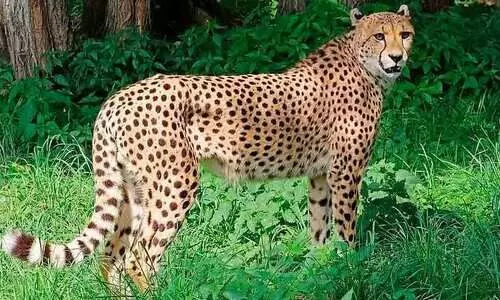 ചീറ്റകൾ ചരിത്രാതീത കാലത്തും ഇന്ത്യയിൽ ഉണ്ടായിരുന്നു; ​പ്രാചീന കാലത്ത് പാറയിൽ വരച്ച ചിത്രം ഭോപ്പാലിലെ ഗുഹയിൽ