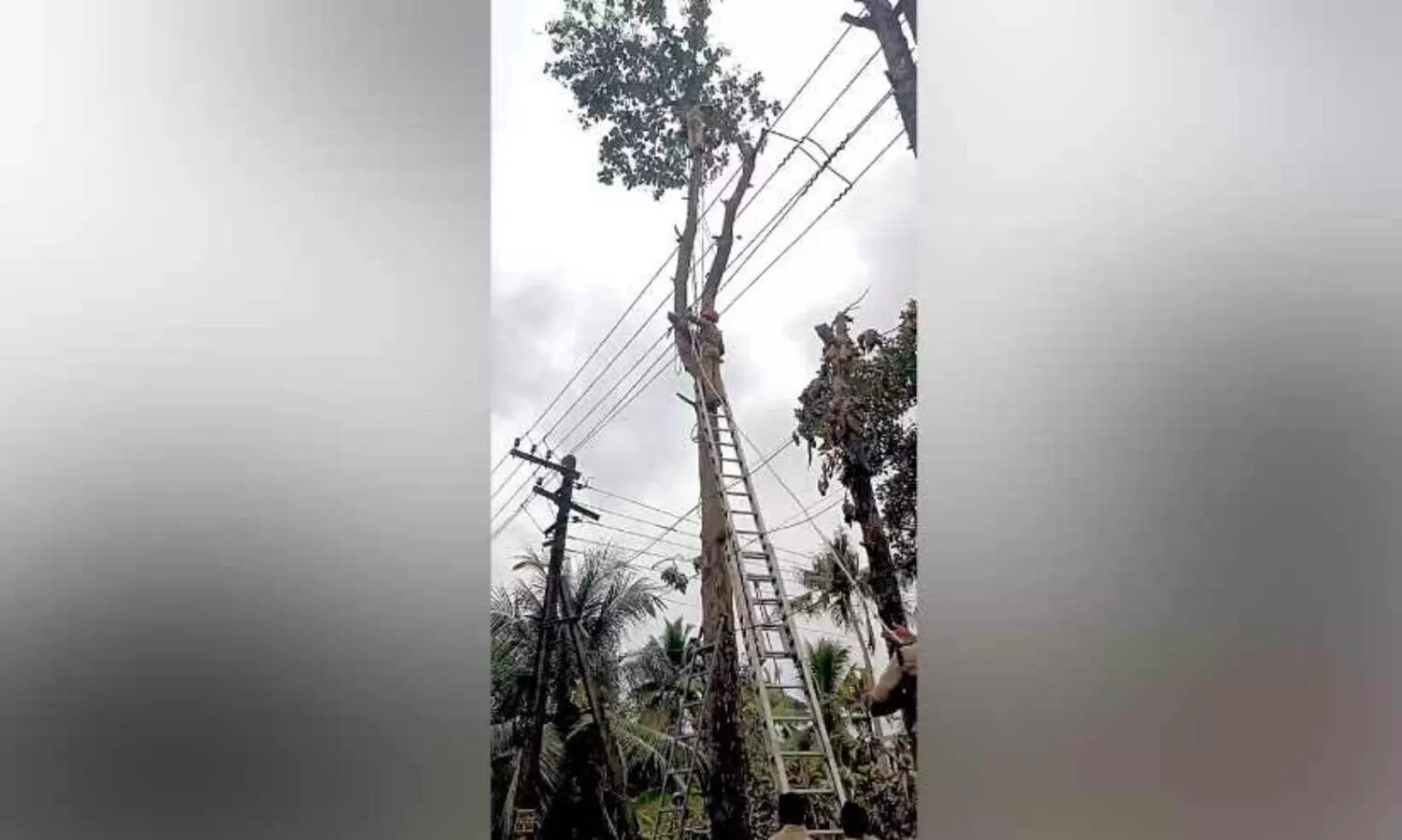 മരത്തിന്​ മുകളിൽ കുടുങ്ങിയ തൊഴിലാളിയെ സാഹസികമായി രക്ഷിച്ച്​ അഗ്നിരക്ഷാസേന
