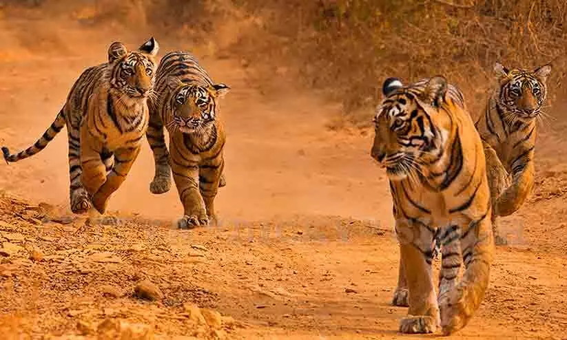 കടുവാ സങ്കേതങ്ങൾക്കു ചുറ്റുമുള്ള പരിസ്ഥിതിലോല പ്രദേശങ്ങൾ നേട്ടിഫൈ ചെയ്യണമെന്ന് സുപ്രീംകോടതി; ടൈഗർ സഫാരി കാടിന് പുറത്ത് കടുവാ സങ്കേതങ്ങൾക്കു ചുറ്റുമുള്ള പരിസ്ഥിതിലോല പ്രദേശങ്ങൾ നേട്ടിഫൈ ചെയ്യണമെന്ന് സുപ്രീംകോടതി; ടൈഗർ സഫാരി കാടിന് പുറത്ത്