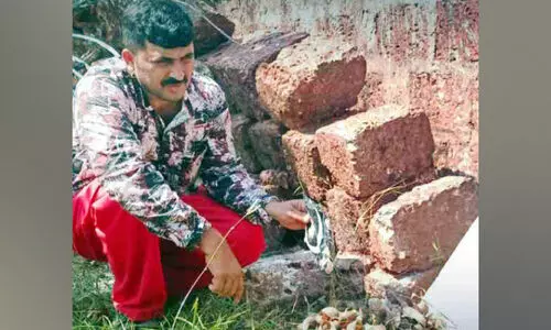 ആഫ്രിക്കൻ ഒച്ചിനെക്കൊണ്ട് പൊറുതിമുട്ടി നാട്