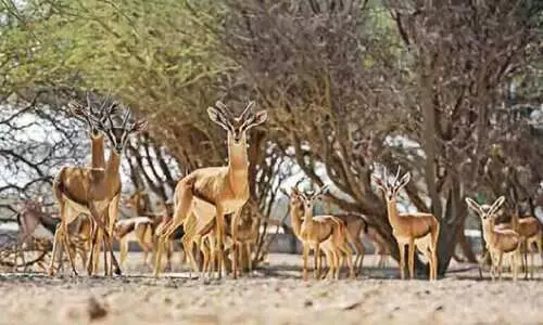 ദോഫാറിൽ പുതിയ വന്യജീവി ഉദ്യാനം സ്ഥാപിക്കും ദോഫാറിൽ പുതിയ വന്യജീവി ഉദ്യാനം സ്ഥാപിക്കും