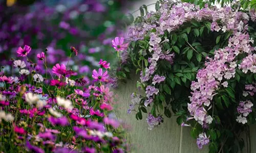 ചെടികൾ പൂവിടുന്നില്ലേ? പൂത്തുലയാൻ ഈ പൊടിക്കൈകൾ പ്രയോഗിച്ചാൽ മതി