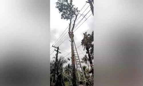 മരത്തിന്​ മുകളിൽ കുടുങ്ങിയ തൊഴിലാളിയെ സാഹസികമായി രക്ഷിച്ച്​ അഗ്നിരക്ഷാസേന
