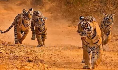 കടുവാ സ​ങ്കേതങ്ങൾക്കു ചുറ്റുമുള്ള പരിസ്ഥിതിലോല പ്രദേശങ്ങൾ നേട്ടിഫൈ ചെയ്യണമെന്ന് സുപ്രീംകോടതി; ടൈഗർ സഫാരി കാടിന് പുറത്ത്