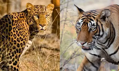 tiger, leopard