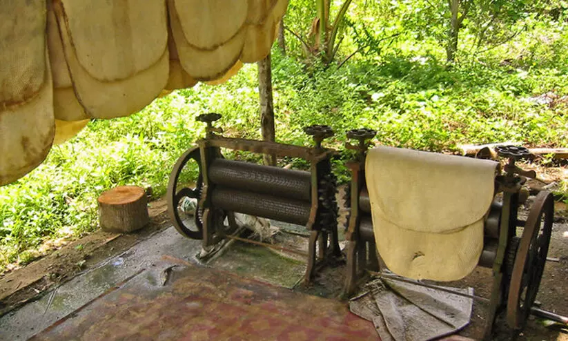 വിലയിടിവ് വില്ലൻ; റബറിന്റെ നാട്ടിൽ പൈനാപ്പിൾ, കമുക് കൃഷി വ്യാപകം വിലയിടിവ് വില്ലൻ; റബറിന്റെ നാട്ടിൽ പൈനാപ്പിൾ, കമുക് കൃഷി വ്യാപകം