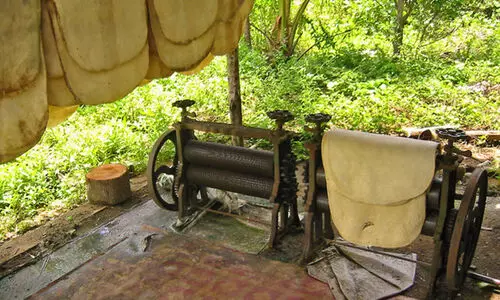 വിലയിടിവ്​ വില്ലൻ; റബറിന്റെ നാട്ടിൽ പൈനാപ്പിൾ, കമുക് കൃഷി വ്യാപകം