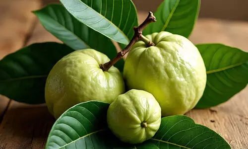 ദിവസവും കഴിച്ചുനോക്കൂ; പേരക്കക്ക് മാത്രമല്ല പേരയിലക്കും ഗുണങ്ങൾ ഏറെ