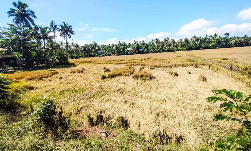 കൊയ്യാറായ നെല്ല് മഴയിൽ മുങ്ങി; കർഷകർ കണ്ണീരിൽ കൊയ്യാറായ നെല്ല് മഴയിൽ മുങ്ങി; കർഷകർ കണ്ണീരിൽ