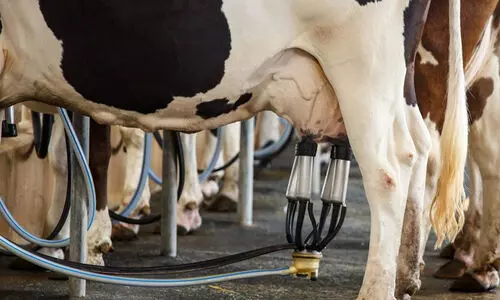 പേവിഷം പാലിൽ കൂടി പകരുമോ? യാഥാർഥ്യമെന്ത്?