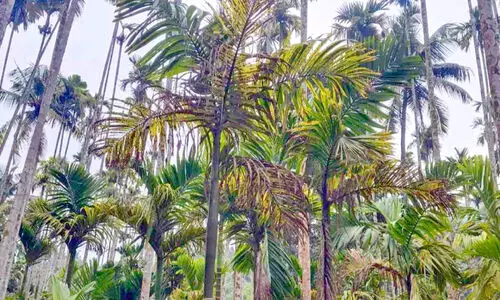 എടത്തനാട്ടുകരയിൽ കമുകുകളിൽ രോഗം പടരുന്നു; കർഷകർ ആശങ്കയിൽ