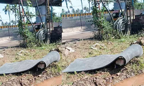 ഉയരപ്പാത നിർമാണത്തിൽ വീണ്ടും സുരക്ഷാവീഴ്ച; കട്ടിയുള്ള റബർ ഷീറ്റ് നിലംപതിച്ചു ഉയരപ്പാത നിർമാണത്തിൽ വീണ്ടും സുരക്ഷാവീഴ്ച; കട്ടിയുള്ള റബർ ഷീറ്റ് നിലംപതിച്ചു