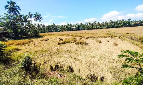 കൊയ്യാറായ നെല്ല്​ മഴയിൽ മുങ്ങി; കർഷകർ കണ്ണീരിൽ