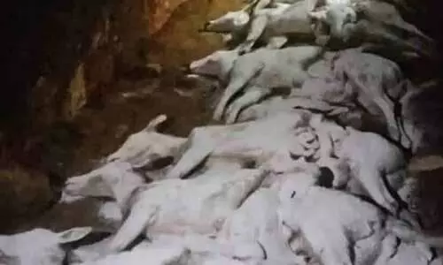 സുവോളജിക്കൽ പാർക്കിൽ മാനുകൾ ചത്തത് ക്യാപ്ചർ മയോപ്പതി തന്നെയോ..?; നായ്ക്കളുടെ കടിയേറ്റെന്ന് വ്യക്തമാക്കുന്ന മഹസർ വിവരങ്ങൾ പുറത്ത്