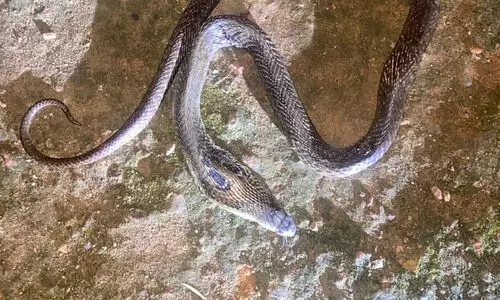 വീട്ടുമുറ്റത്ത് കളിക്കുന്നതിനിടെ പിഞ്ചുകുഞ്ഞ് പാമ്പുകടിയേറ്റു മരിച്ചു