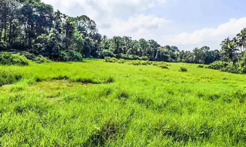 മഞ്ചനാട് മലമ്പാമ്പ് ഭീതിയിൽ മഞ്ചനാട് മലമ്പാമ്പ് ഭീതിയിൽ