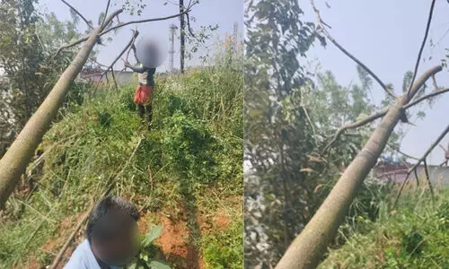 ഫ്ലോറിഡയിലെ അറ്റോണിയുടെ കാസർകോട്ടെ പറമ്പിൽ മരംമോഷണം; കേസെടുത്തു