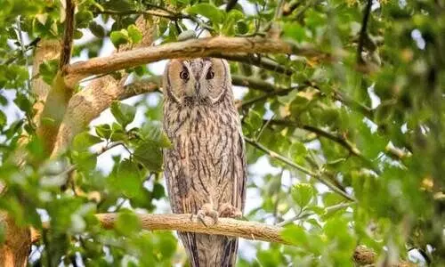 ശൈ​ത്യ​കാ​ല​മെ​ത്തു​ന്നു; ദേ​ശാ​ട​നപ്പക്ഷി​ക​ളും