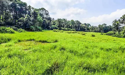 മഞ്ചനാട് മലമ്പാമ്പ് ഭീതിയിൽ