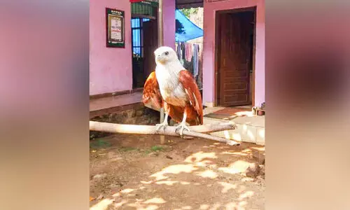 വനം വകുപ്പ് സംരക്ഷണമൊരുക്കിയ പരുന്ത് പറന്നുയർന്നു