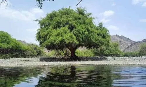 ഇക്കോ ടൂറിസത്തിൽ ശ്രദ്ധയൂന്നി സൗദി