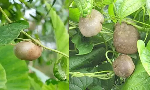 അടതാപ്പ് കഴിച്ചിട്ടുണ്ടോ?; കറി വെച്ചാൽ സൂപ്പർ ടേസ്റ്റിയായ ‘ഇറച്ചിക്കിഴങ്ങ്’ കൃഷി ചെയ്യാം...